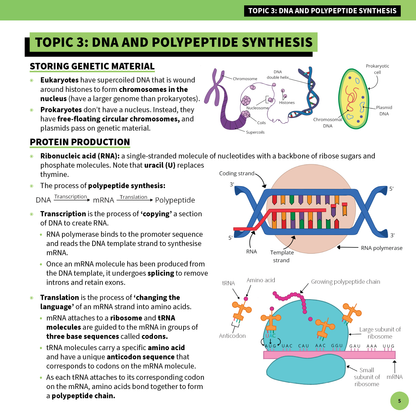 ATAR Notes HSC Year 12 Biology Summary Sheets (2025-2027)