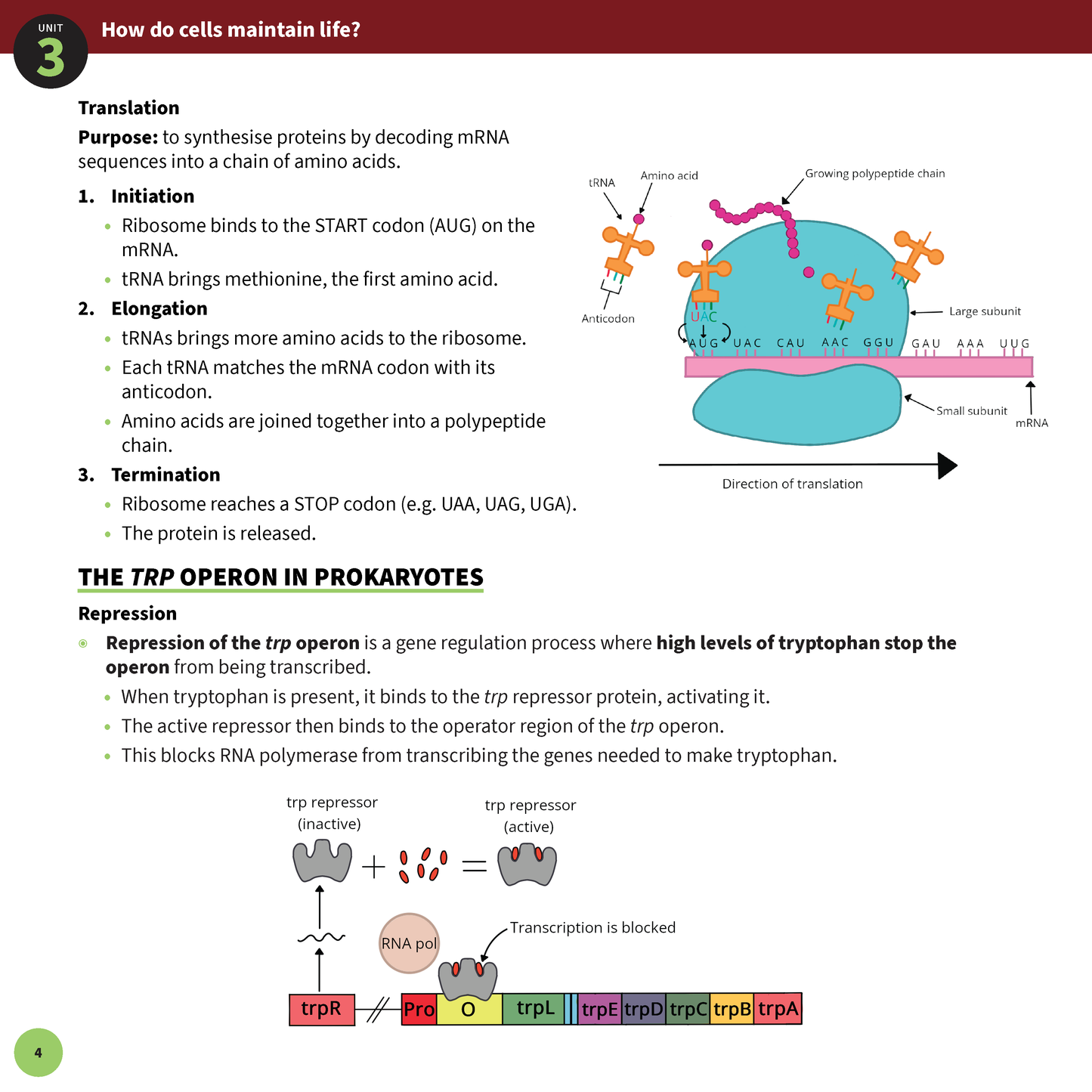 ATAR Notes VCE Biology 3&4 Summary Sheets (2025-2026)