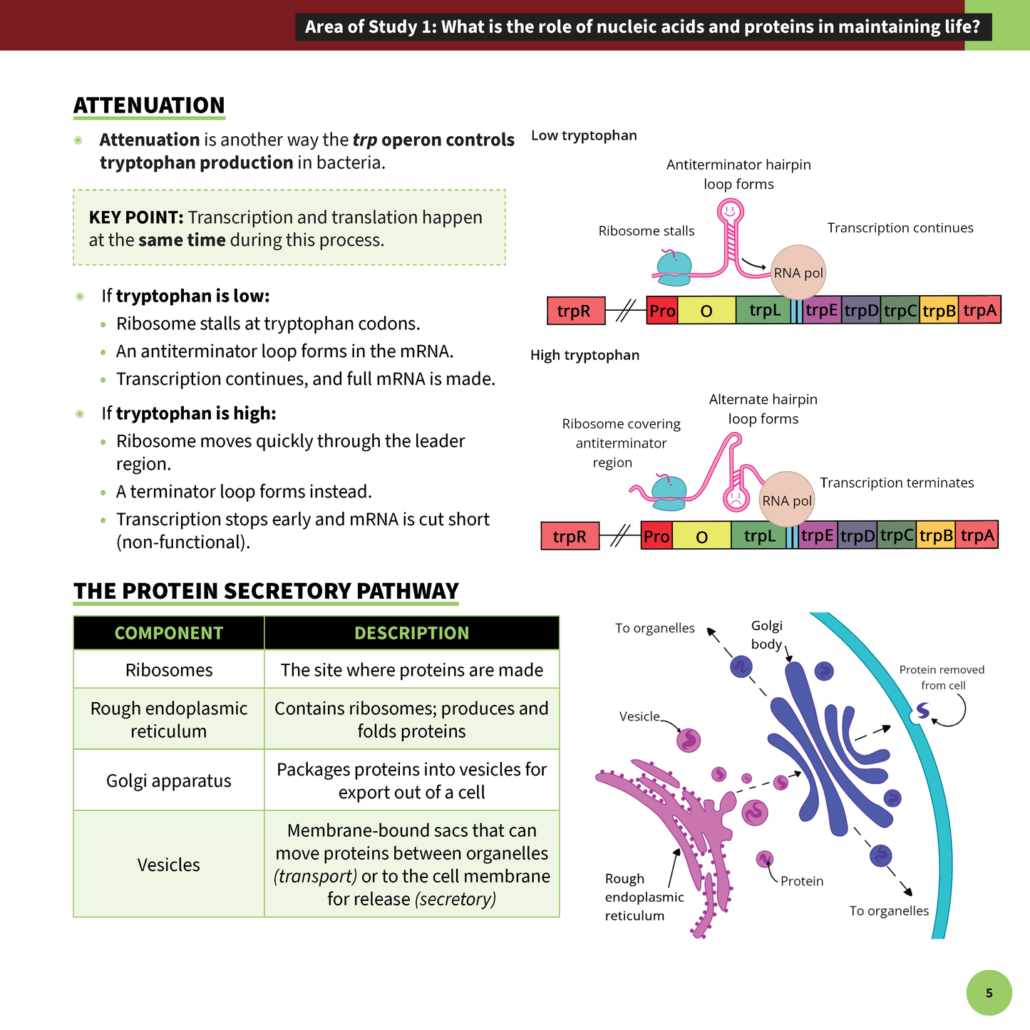 ATAR Notes VCE Biology 3&4 Summary Sheets (2025-2026)