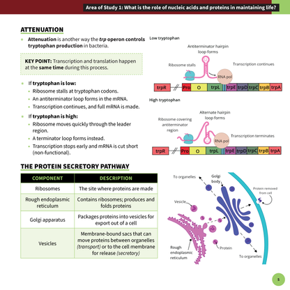 ATAR Notes VCE Biology 3&4 Summary Sheets (2025-2026)