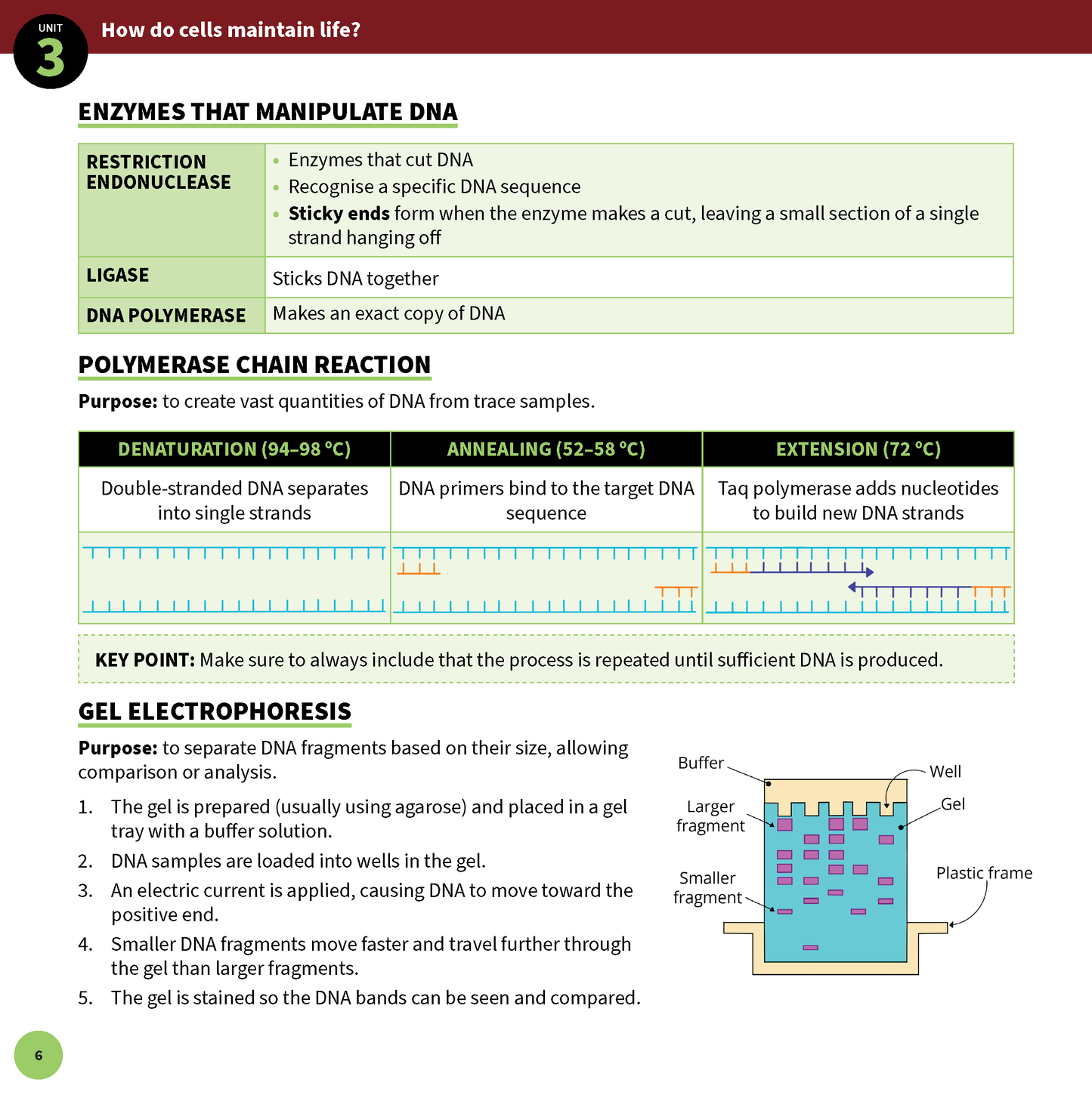 ATAR Notes VCE Biology 3&4 Summary Sheets (2025-2026)