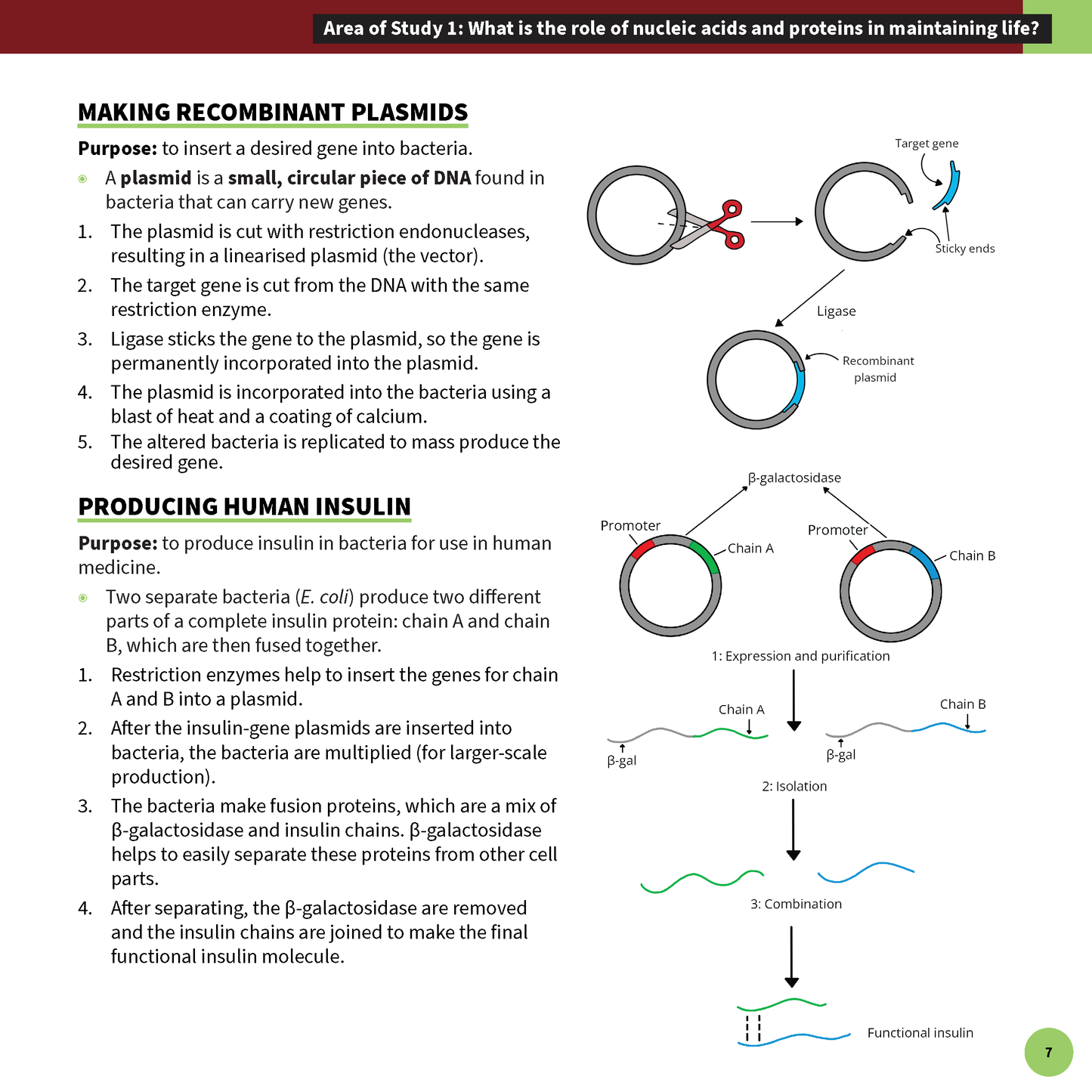 ATAR Notes VCE Biology 3&4 Summary Sheets (2025-2026)